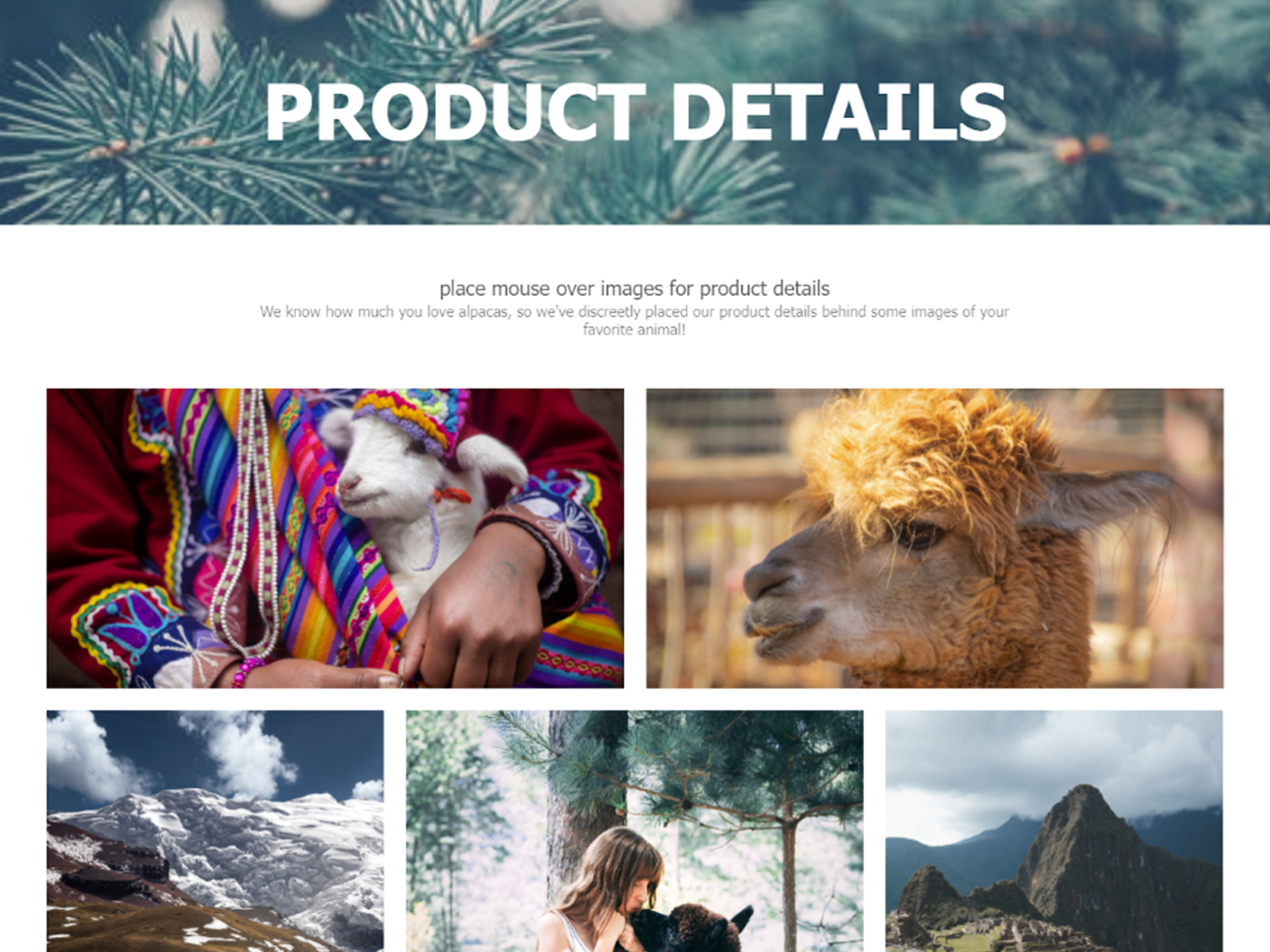 A webpage for Product Details of a fictional company selling alpaca wool products; the page is filled with images of alpacas.